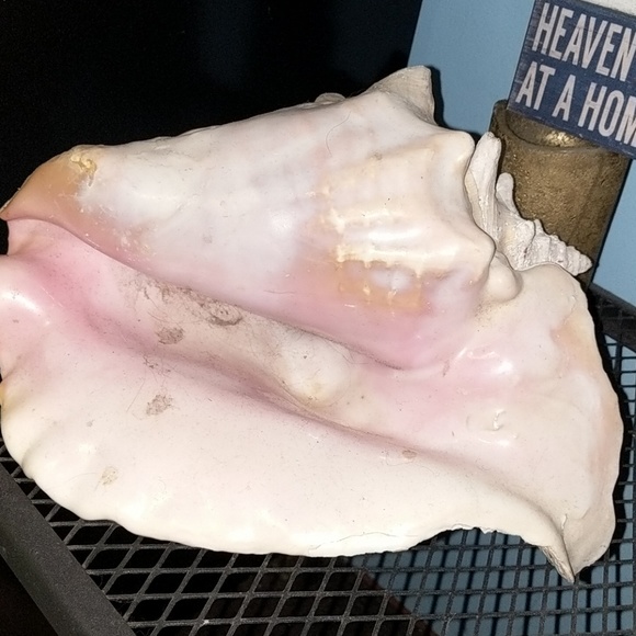 Real conch shell - Picture 2 of 4